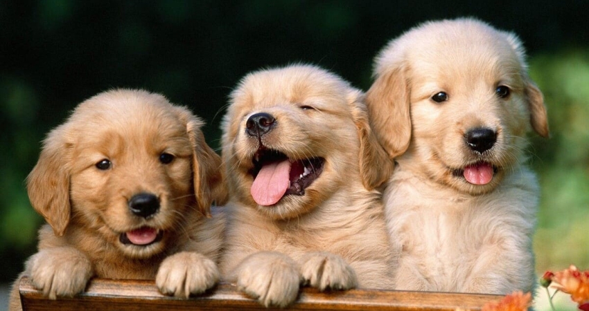 Seguro para mascotas Sanitas