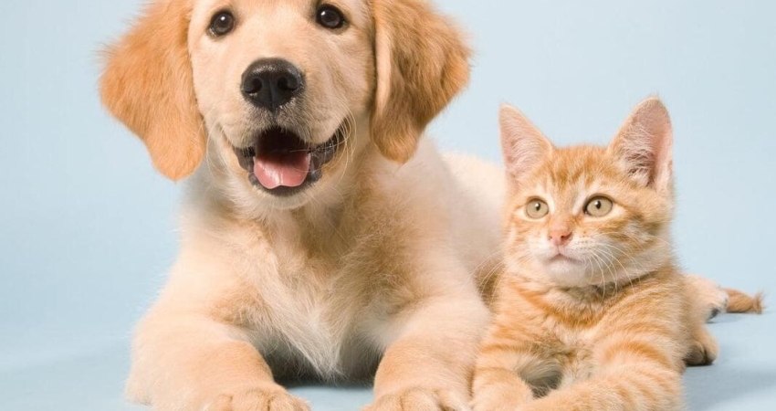 Seguro para mascotas