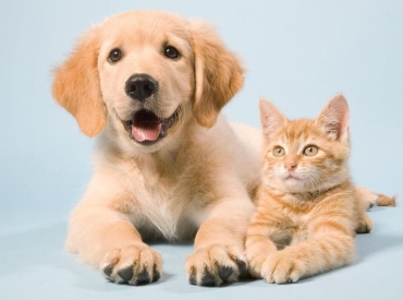 Seguro para mascotas