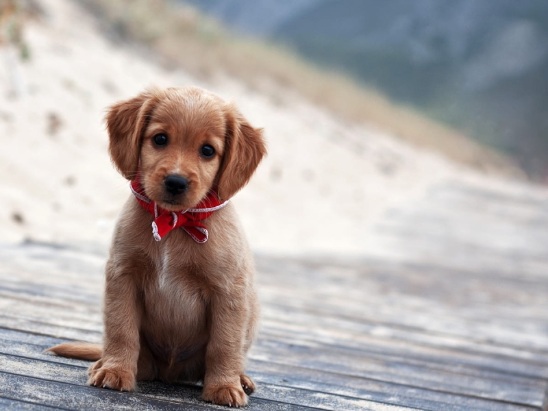 Seguro de Salud para Mascotas Seguro de Salud para Mascotas