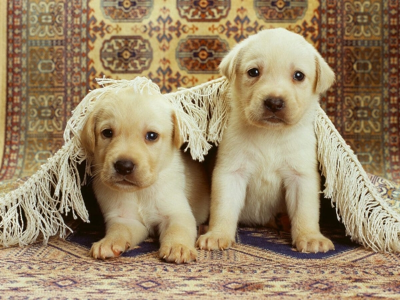 Seguro de Salud para Mascotas Seguro de Salud para Mascotas