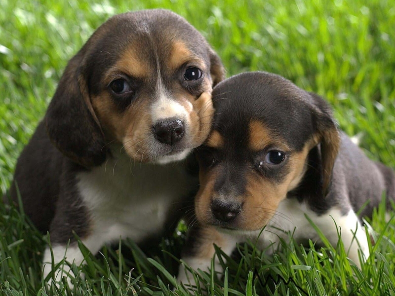 Seguro de Salud para Mascotas Seguro de Salud para Mascotas
