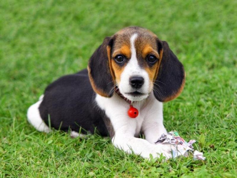 Seguro de Salud para Mascotas Seguro de Salud para Mascotas