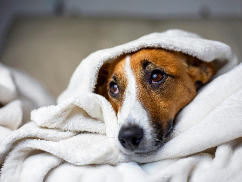 Seguros para Mascotas Seguros para Mascotas